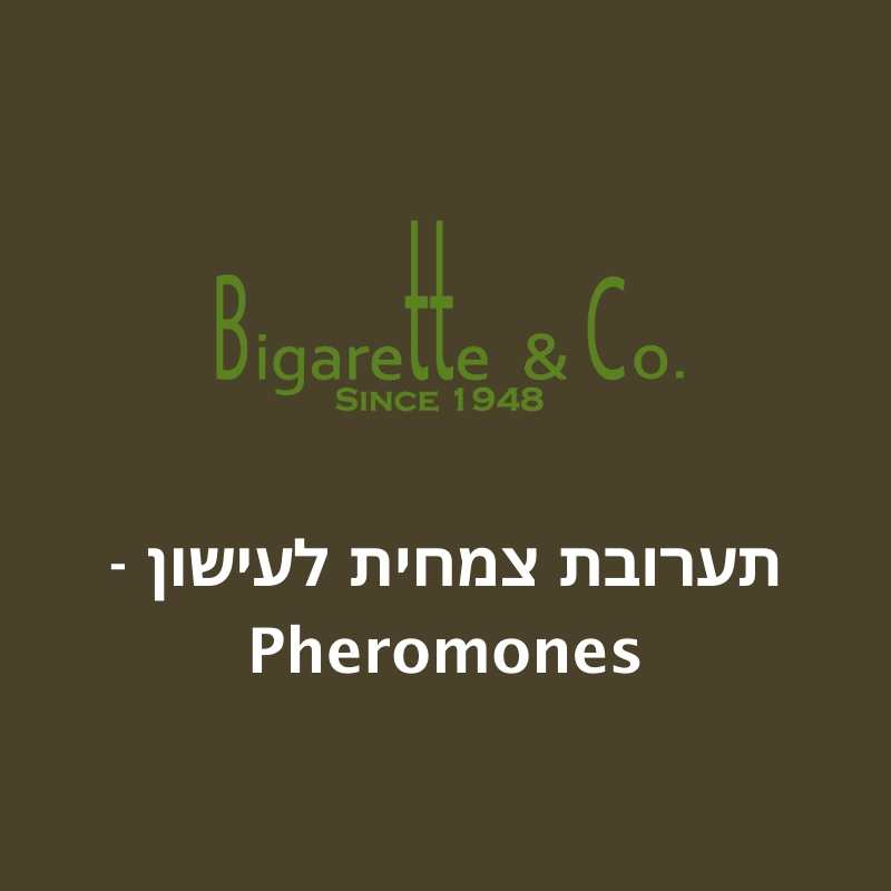 תערובת צמחית לעישון - Pheromones